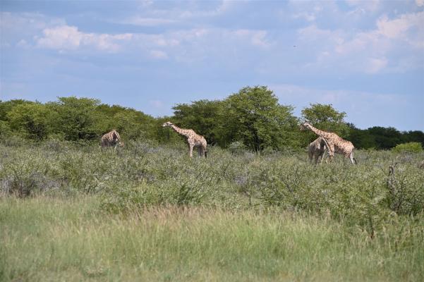 2024 Namibia (94)